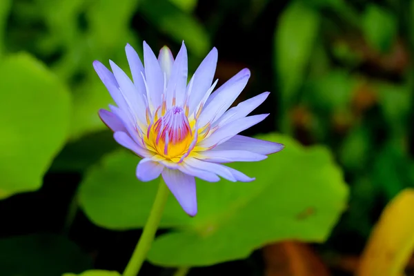 Lotus çiçekleri tencere — Stok fotoğraf