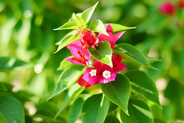 Flores de buganvília — Fotografia de Stock