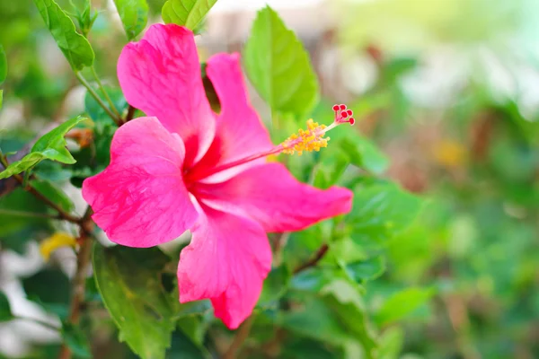 Flores de hibisco — Foto de Stock