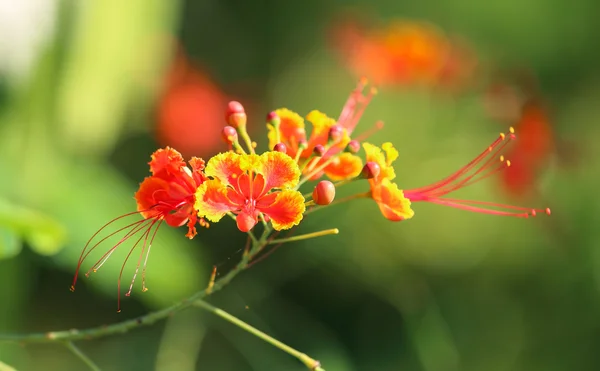 Peacock Flower — Stock Photo, Image