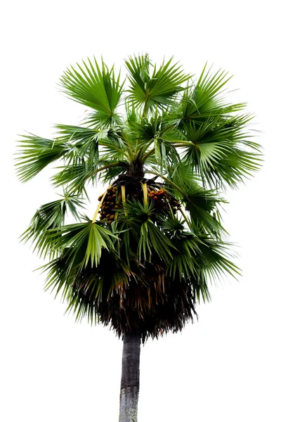 Toddy palm, socker palm, — Stockfoto