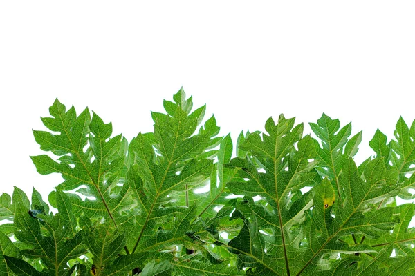 Papaya blad bakgrund. — Stockfoto