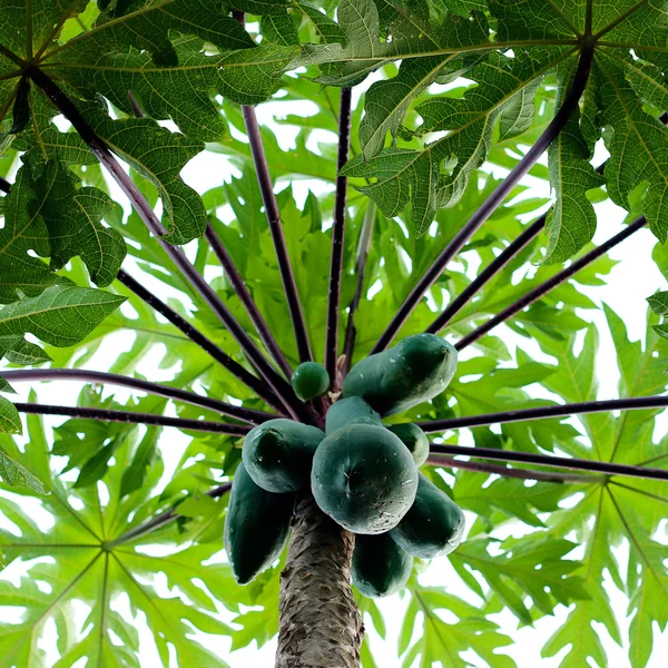 Papája strom — Stock fotografie