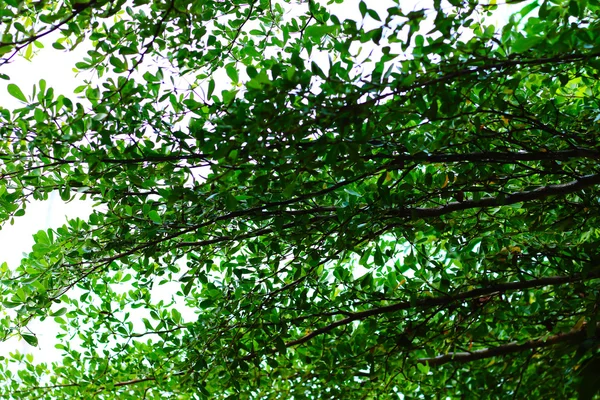 Folhas ramos — Fotografia de Stock