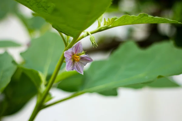Thaï aubergine fleur — Photo