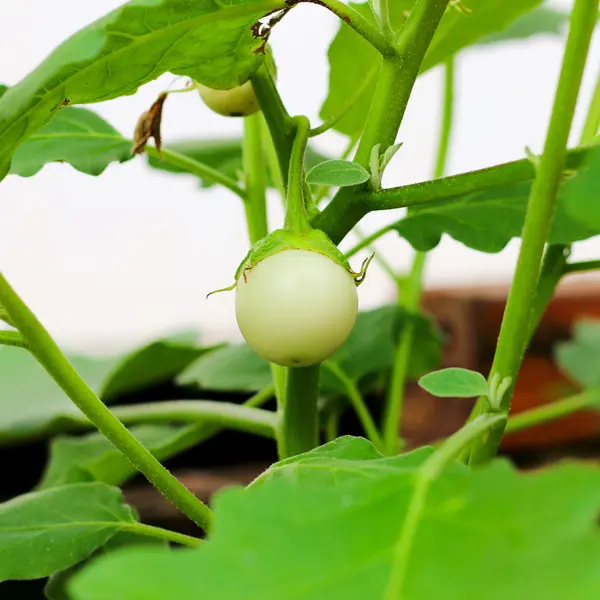 Thailändsk aubergine frukt — Stockfoto