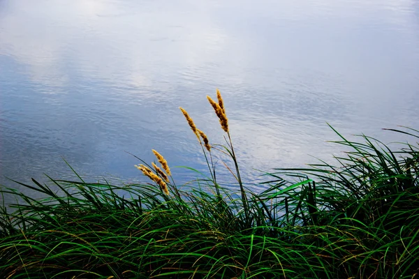 Cane near water. Камыш у воды — Stok fotoğraf