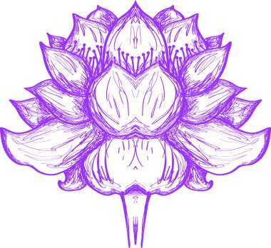 Nilüfer çiçeği çizimi