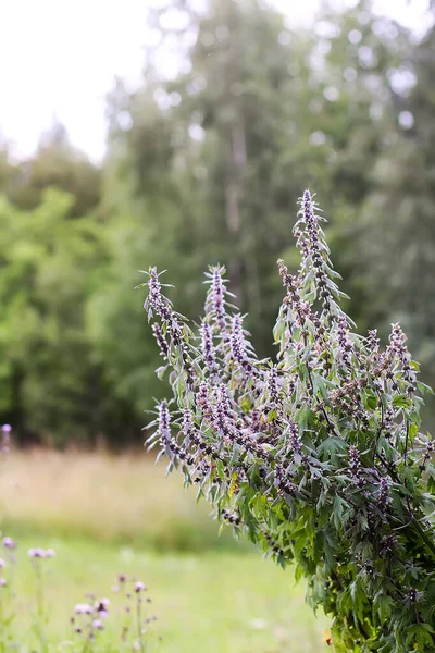 Heilpflanze Mit Lila Blüten Die Freien Wachsen — Stockfoto