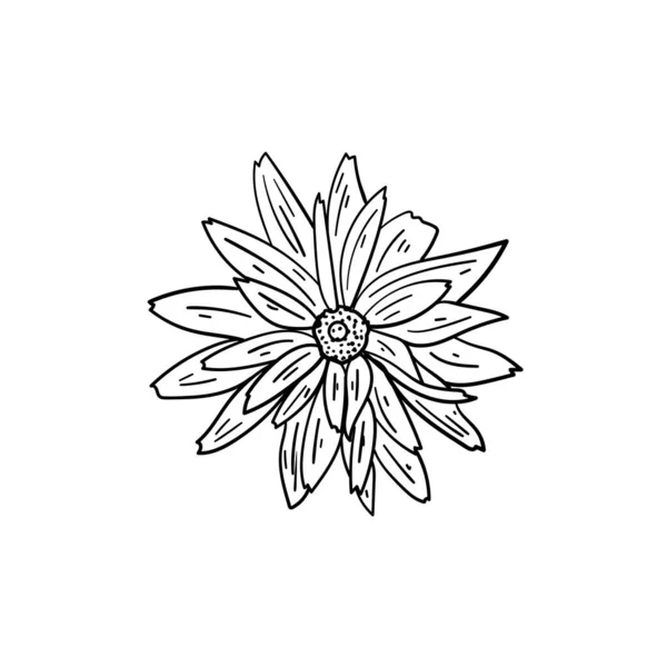 Rudbeckia Або Чорноокий Сузан Квітка Білому Тлі Векторна Ілюстрація Ботанічний — стоковий вектор