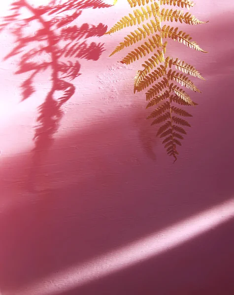 绿色蕨类植物叶子和粗糙光面上的阴影 — 图库照片