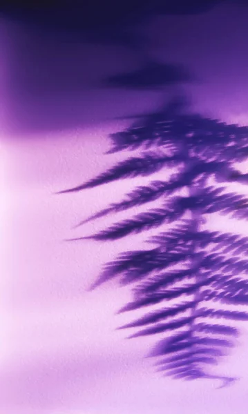 Σκιές Φυτών Φτέρης Τραχιά Επιφάνεια Φωτός — Φωτογραφία Αρχείου