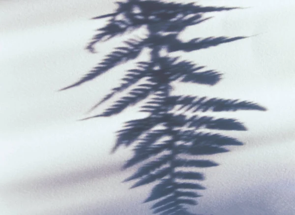粗光表面上的蕨类植物阴影 — 图库照片