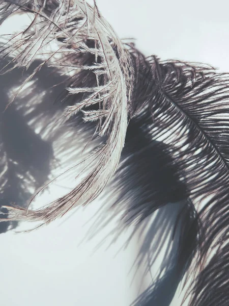Φτερά Στρουθοκαμήλου Και Σκιές Ανοιχτό Φόντο — Φωτογραφία Αρχείου