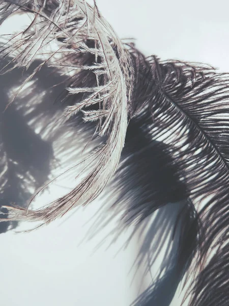 Ostrich Feather Shadows Light Background — Stock Photo, Image