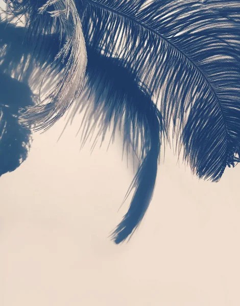 Devekuşu Tüyü Açık Arkaplanda Gölgeler — Stok fotoğraf