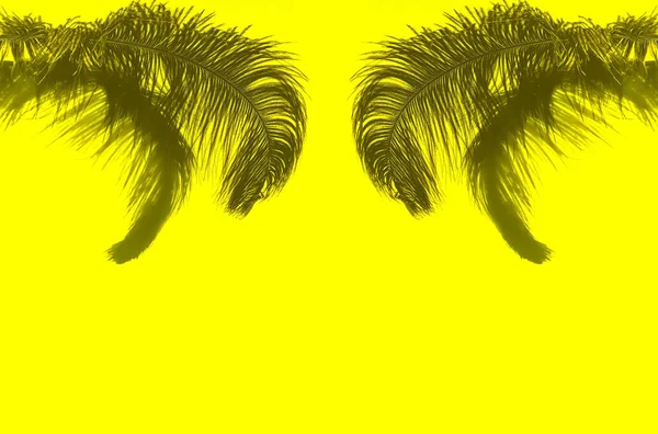 Ostrich feather and shadows on bright yellow background. Symmetrical banner.