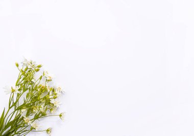 Beyaz arka planda kır çiçekleri buketi. Düz yatış, üst görünüm