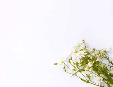 Beyaz arka planda kır çiçekleri buketi. Düz yatış, üst görünüm