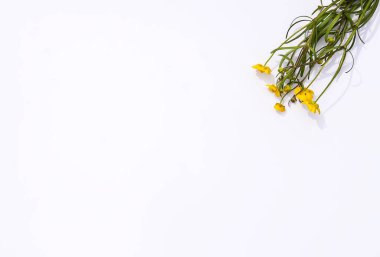 Beyaz arka planda kır çiçekleri buketi. Düz yerde, üst tarafta. Ranunculus akris bitkileri.