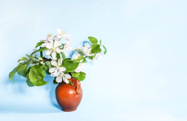 Yumuşak mavi arkaplanda seramik bir vazoda çiçek açan elma ağacının dalları..
