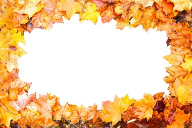 Renkli parlak sonbahar akçaağaç yapraklarından yapılmış çerçeve beyaz arkaplanda sonbahar yaprakları.