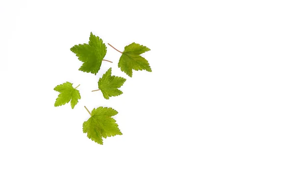 Black Currant Fresh Green Leaves Set White Background — Stock Photo, Image