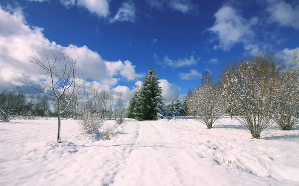 Winter Landscape Trees Snow Covered Fields Sunny Day — Stock Photo, Image