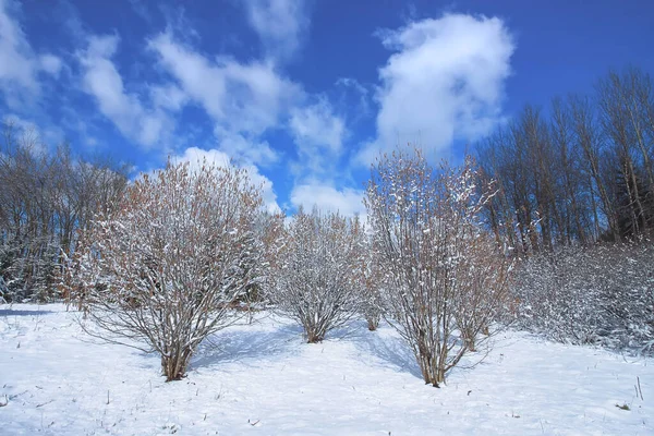 冬の風景 晴れた日の木々や雪に覆われたフィールド — ストック写真