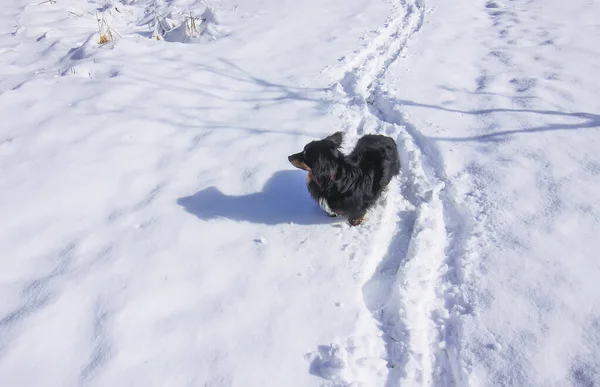 Küçük Siyah Köpek Güneşli Bir Günde Kış Çayırında Yürüyor — Stok fotoğraf
