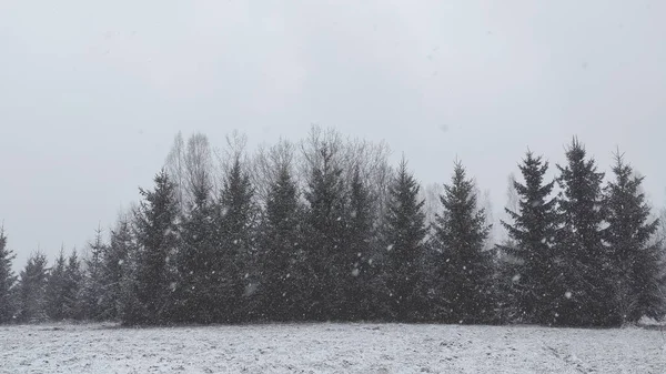Paisagem Inverno Árvores Campos Cobertos Neve — Fotografia de Stock