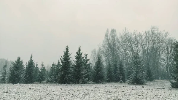 Paisagem Inverno Árvores Campos Cobertos Neve — Fotografia de Stock