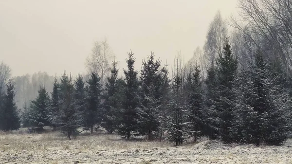 Winter Landscape Spruce Trees Snow Covered Fields — Stock Photo, Image