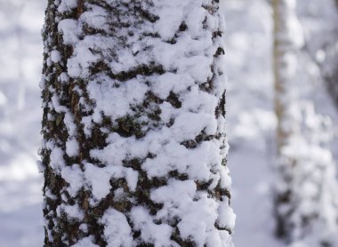 Güneşli kış gününde orman ağacı dallarında eriyen karlar..