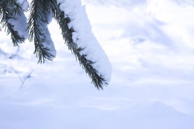 Dışarıda çam ağacı dalları karla kaplıydı. Kış doğası detayları.