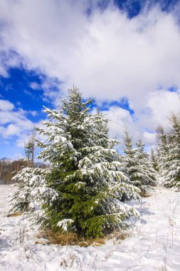 Orman ağaçları ve karla kaplı tarlalarla kışın manzarası.