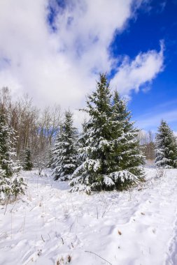 Orman ağaçları ve karla kaplı tarlalarla kışın manzarası.