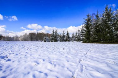 Orman ağaçları ve karla kaplı tarlalarla kışın manzarası.