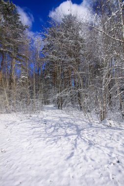 Orman ağaçları ve karla kaplı tarlalarla kışın manzarası.