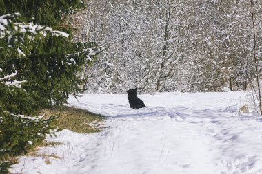 Aktif genç melez siyah köpek kışın karda dışarıda yürür.
