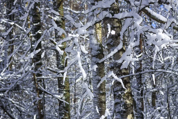 Derreter Neve Galhos Árvores Florestais Dia Ensolarado Inverno — Fotografia de Stock