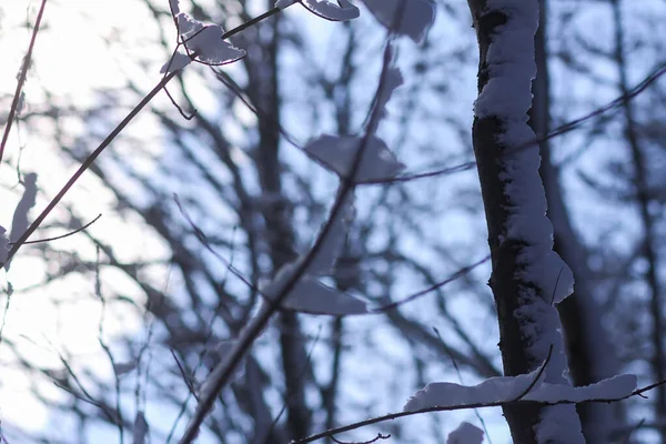 Topniejący Śnieg Gałęziach Lasu Słoneczny Zimowy Dzień — Zdjęcie stockowe