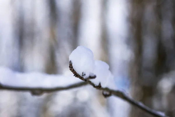 晴れた冬の日に森の木の枝で雪を溶かす — ストック写真