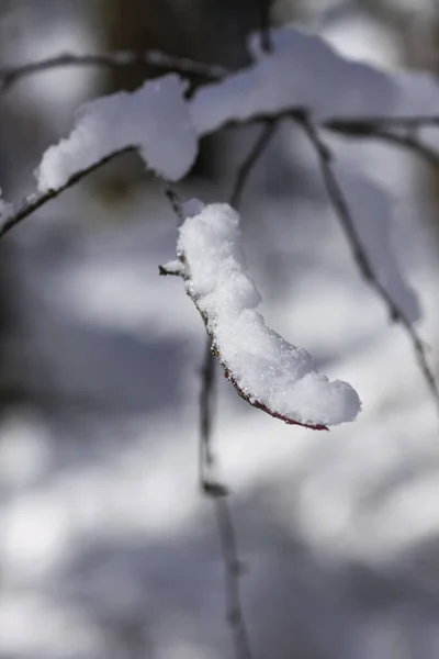 Derretimiento Nieve Ramas Árboles Forestales Soleado Día Invierno — Foto de Stock