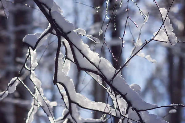Танення Снігу Гілках Лісу Сонячний Зимовий День — стокове фото
