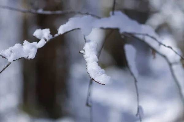 Smältande Snö Skogsträdgrenarna Solig Vinterdag — Stockfoto