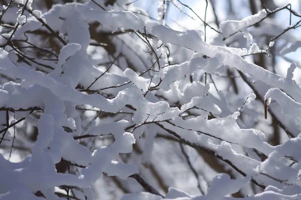 Smältande Snö Skogsträdgrenarna Solig Vinterdag — Stockfoto