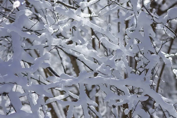 Smältande Snö Skogsträdgrenarna Solig Vinterdag — Stockfoto