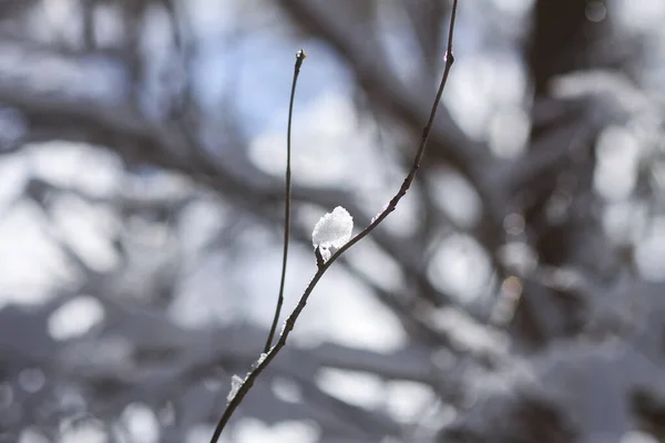 Smältande Snö Skogsträdgrenarna Solig Vinterdag — Stockfoto