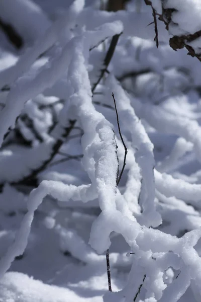 Güneşli Kış Gününde Orman Ağacı Dallarında Eriyen Karlar — Stok fotoğraf